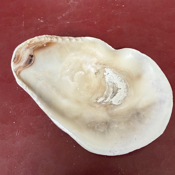 Medium Size Shells Not Found In Typical Souveneir Packs - Picture 14 of 16